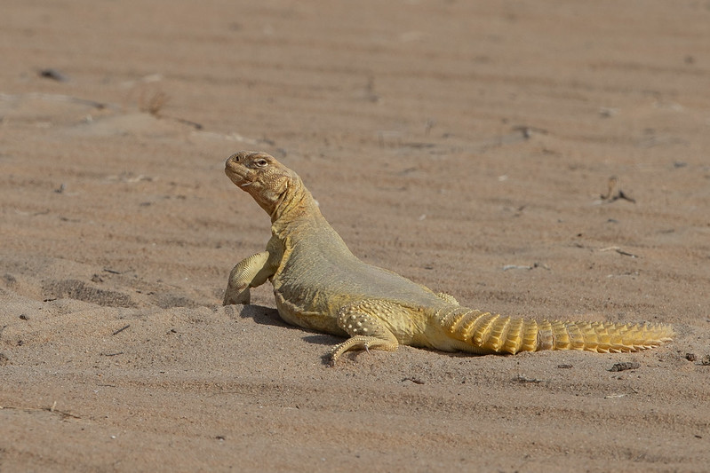 El lagarto de cola espinosa, Uromastyx