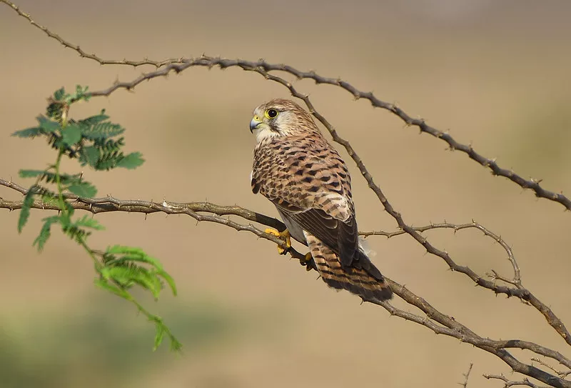 Common kestrel