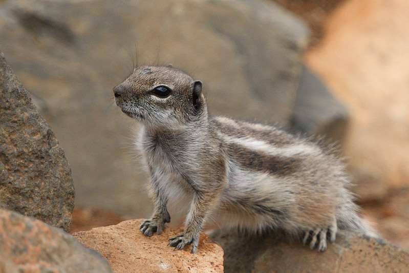 Barbary ground squirrel