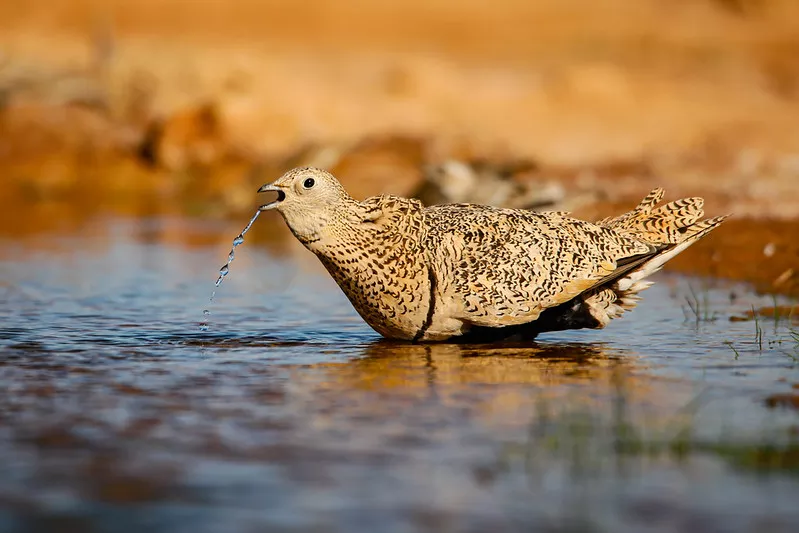 Black-bellied sandgrouse