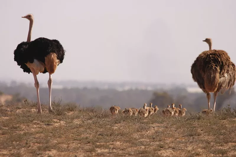 Red-necked ostrich