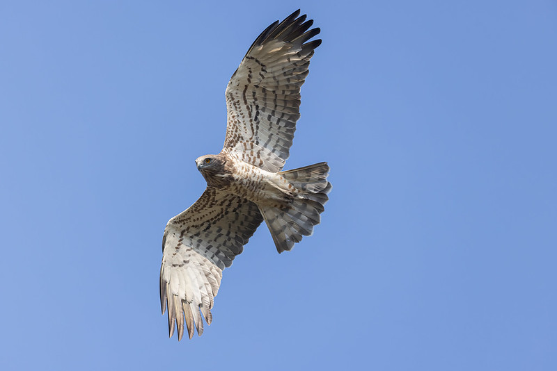 Aquila serpentiforme dai piedi corti