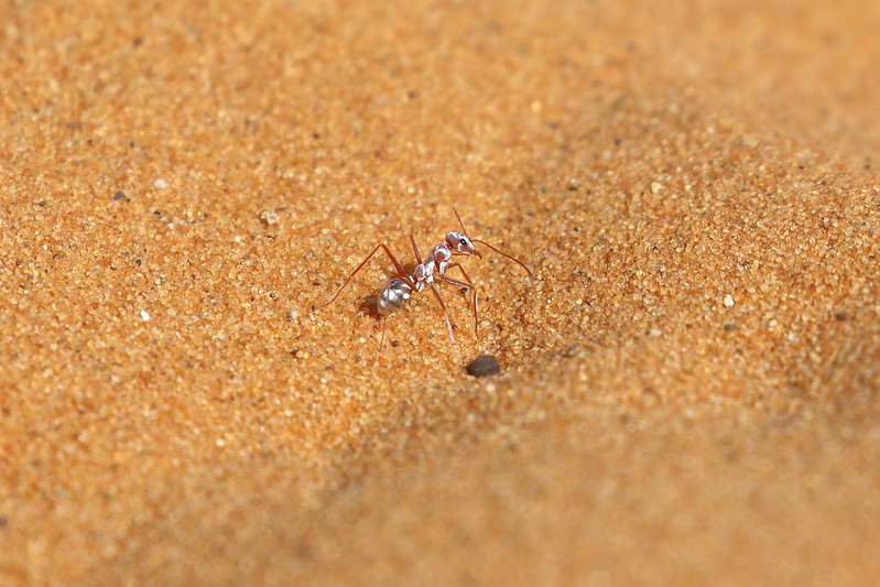Hormiga plateada sahariana en el desierto de Marruecos