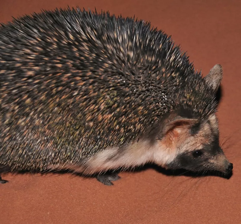 Desert Hedgehog