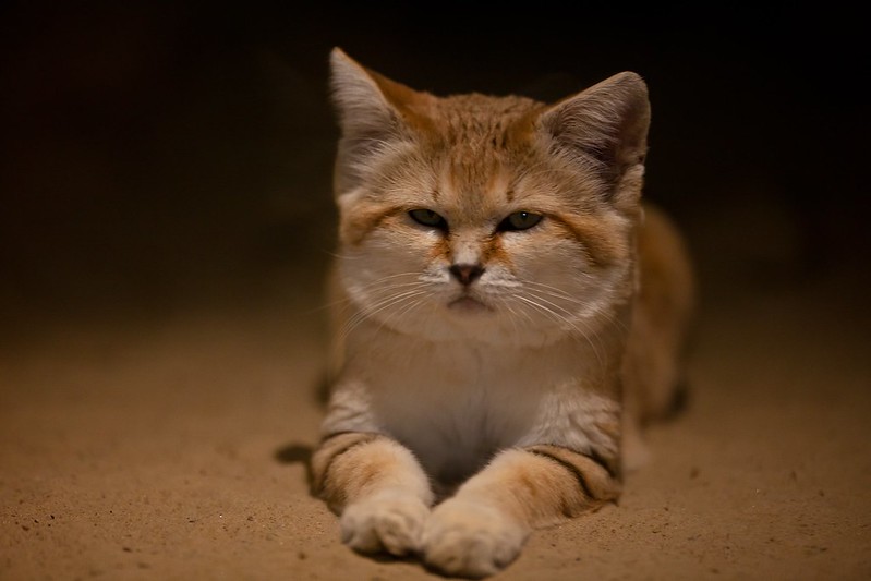 Gato de arena, criatura que vive en el desierto del Sáhara en Marruecos