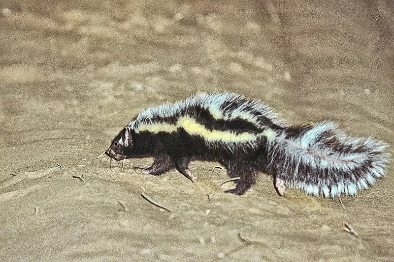 Saharan striped polecat