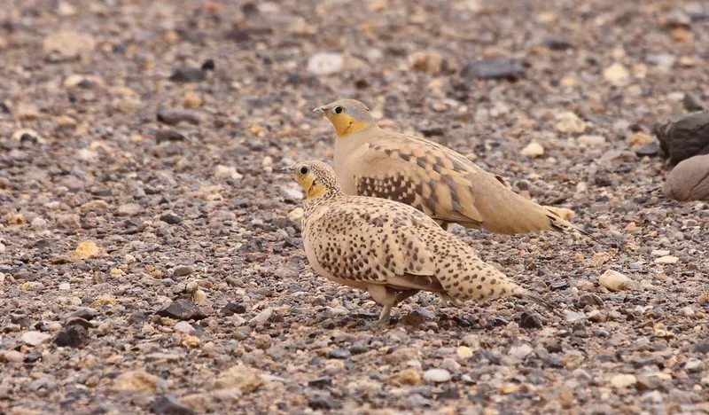 Sandgrouse