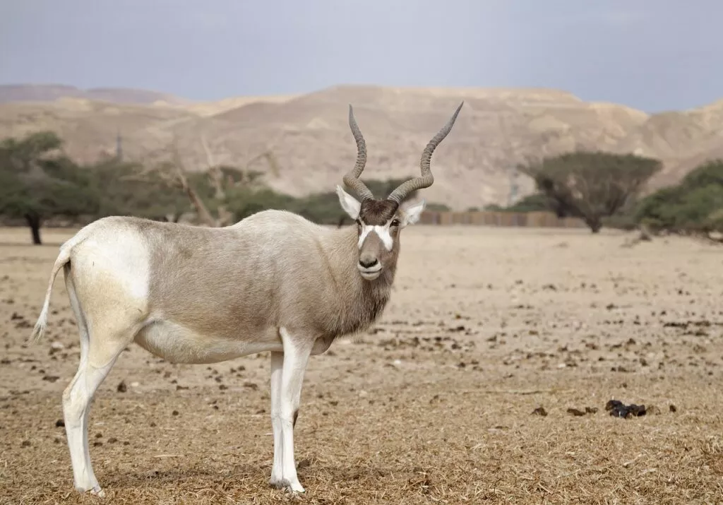 Addax che vive nel deserto del Sahara in Marocco