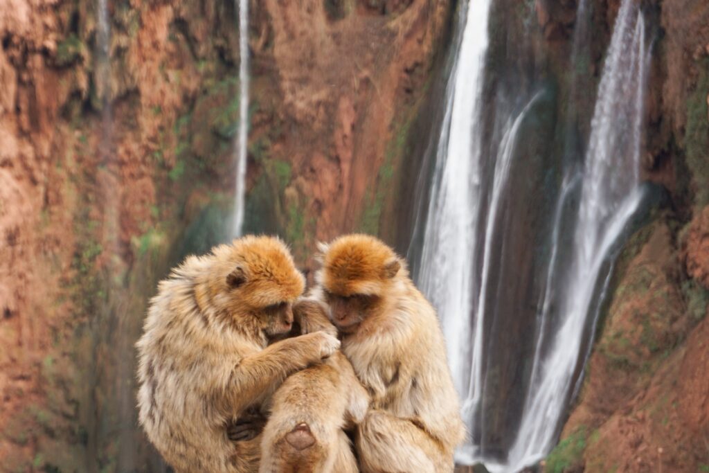 Scimmie alle cascate di Ouzoud