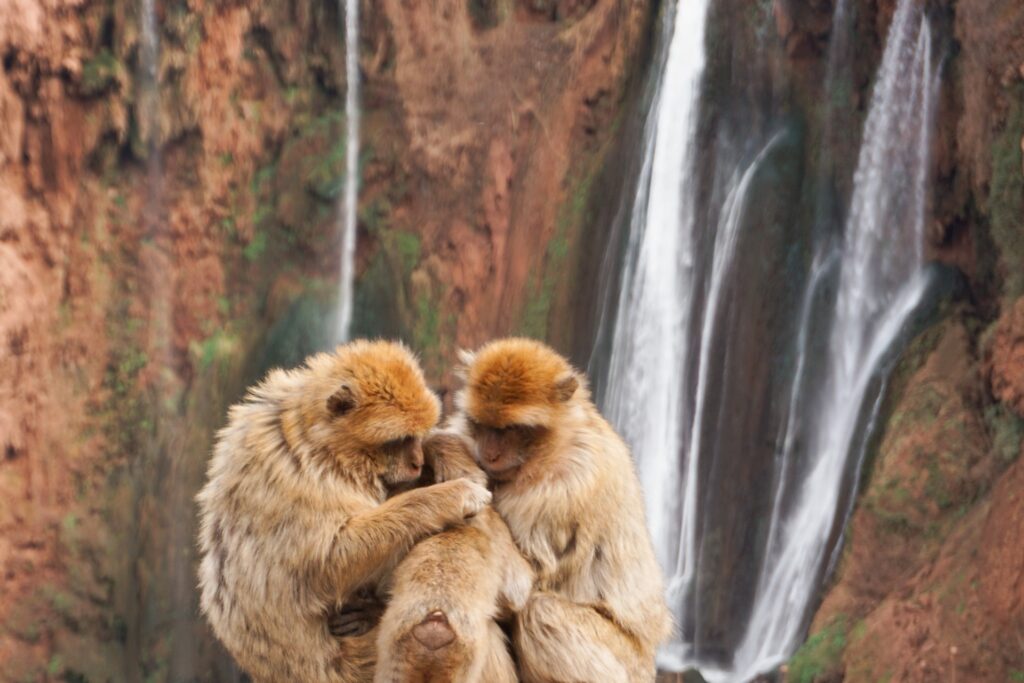 Monos en las cascadas de Ouzoud