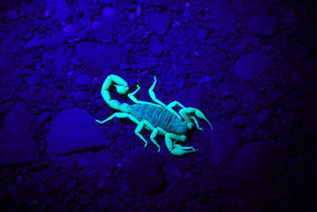 Deathstalker scorpion