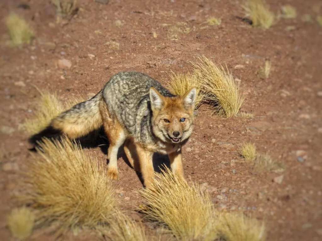 Zorro pálido en el desierto