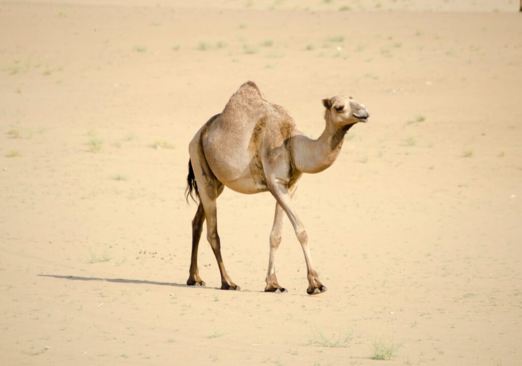 Dromedary camel, animals living in the Sahara desert
