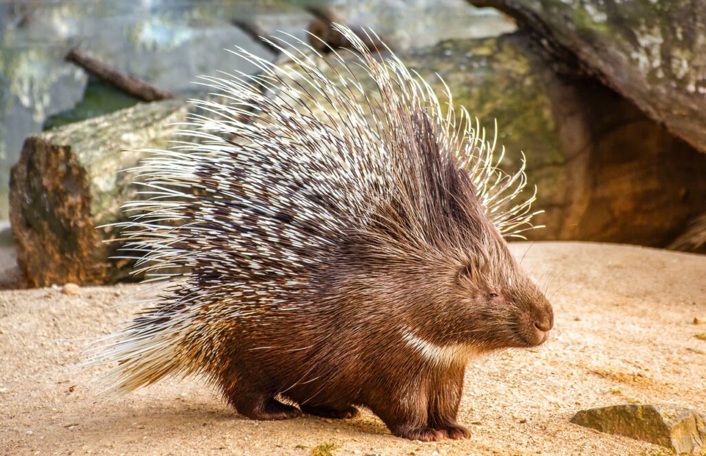 Porcupine