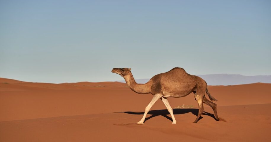 Animals Of The Sahara Desert In Morocco