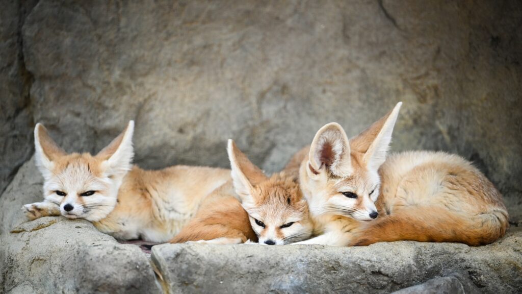 Fennec, volpe del deserto del Sahara in Marocco