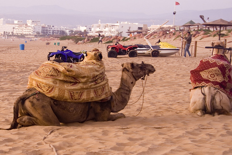 A camel in the beach of Agadir