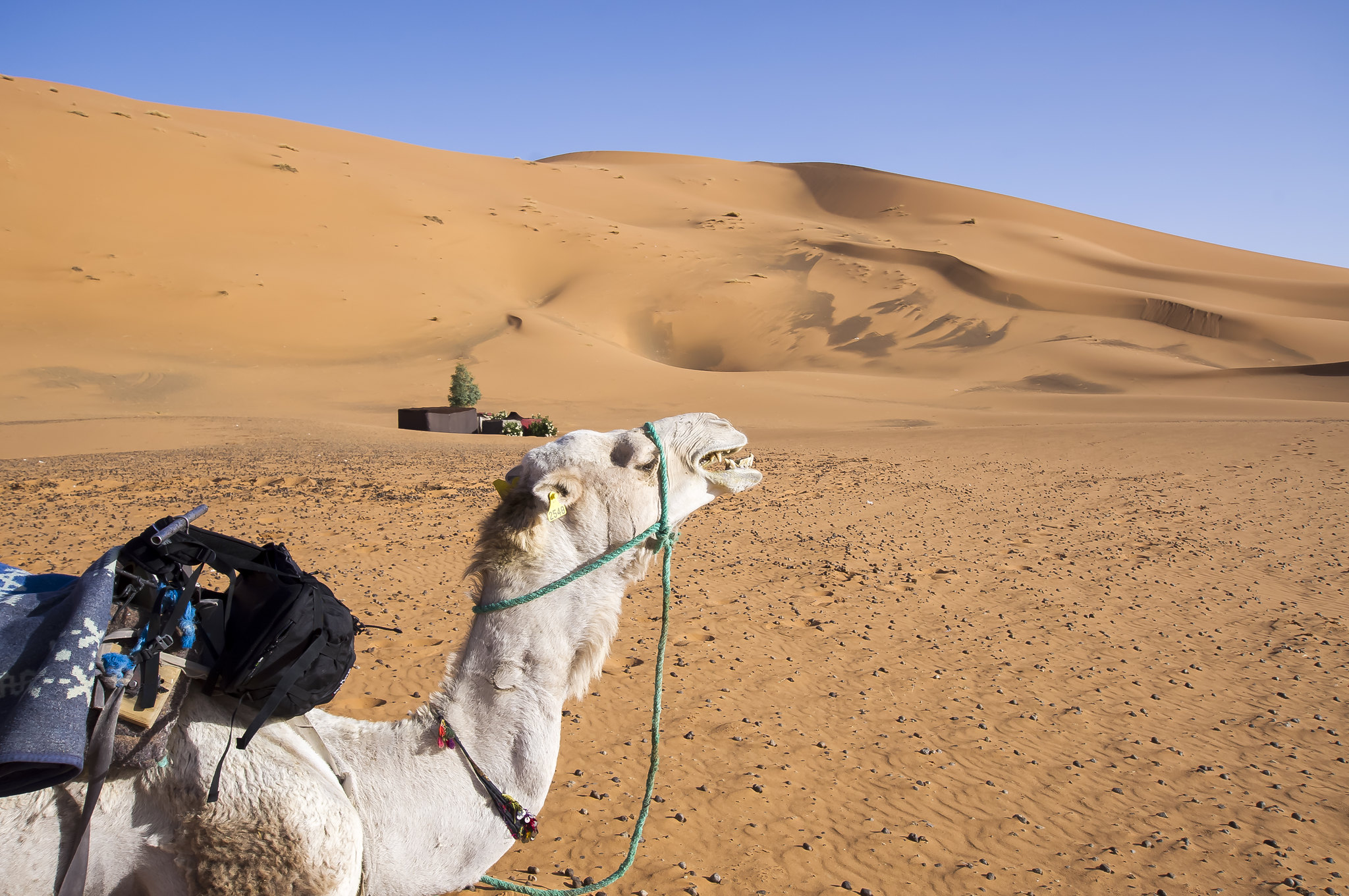 Getting to Merzouga desert and trying camel ride