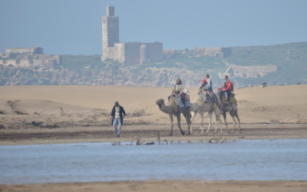 Riding camels in Essaouira, Morocco