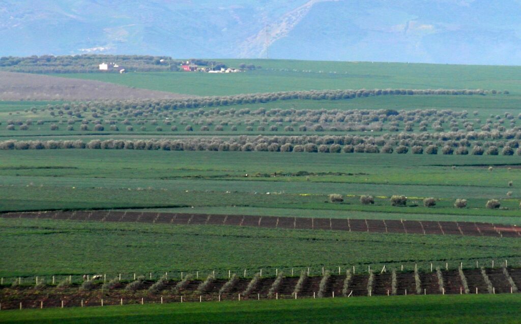 Agriculture in Morocco, green land