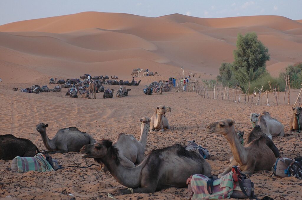 Merzoga Erg Chebbi camels: desert of Morocco