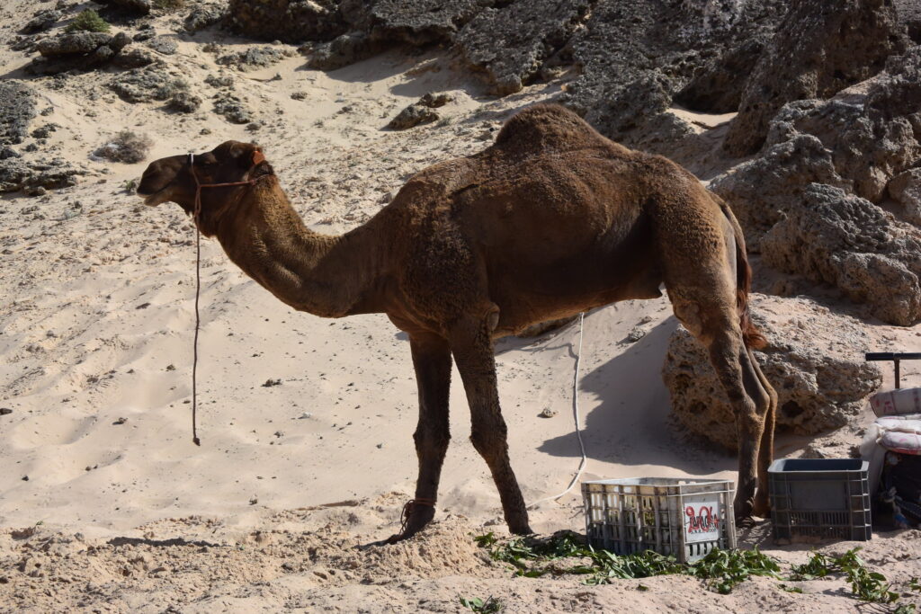 La experiencia única de montar en camello en Dakhla