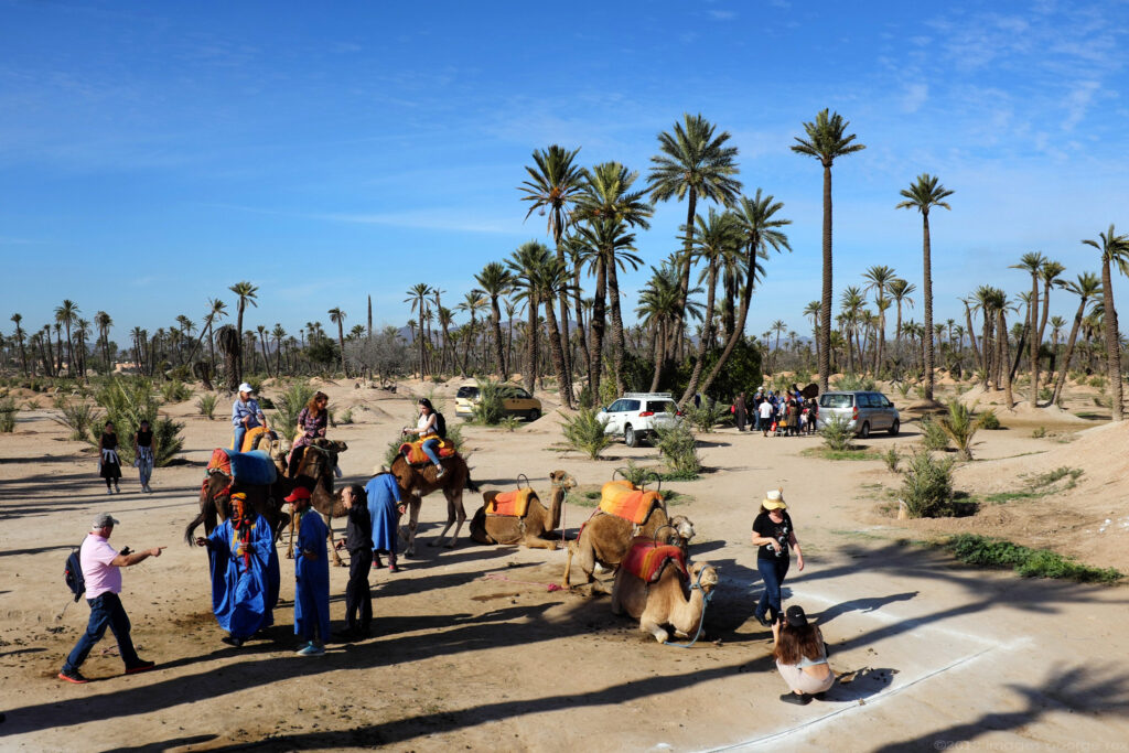 Paseo en camello por Marrakech, Marruecos