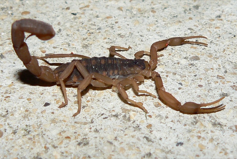 Sahara desert scorpion, wildlife facts