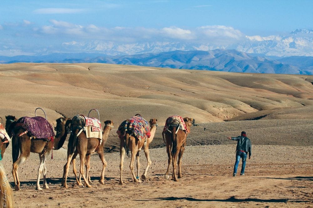 Cammelli nel deserto di Agafay, Marocco