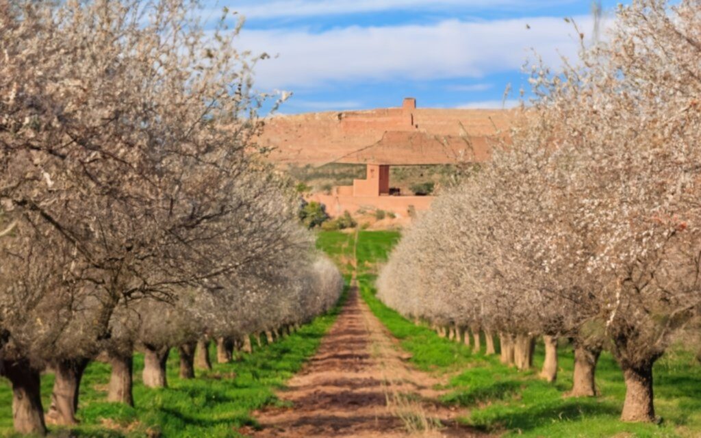 Almond Blossom Festival in Morocco, green lands