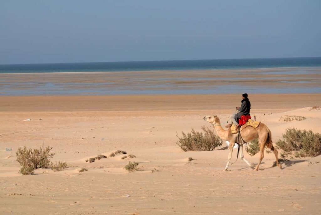 Camel ride in Dakhla beach