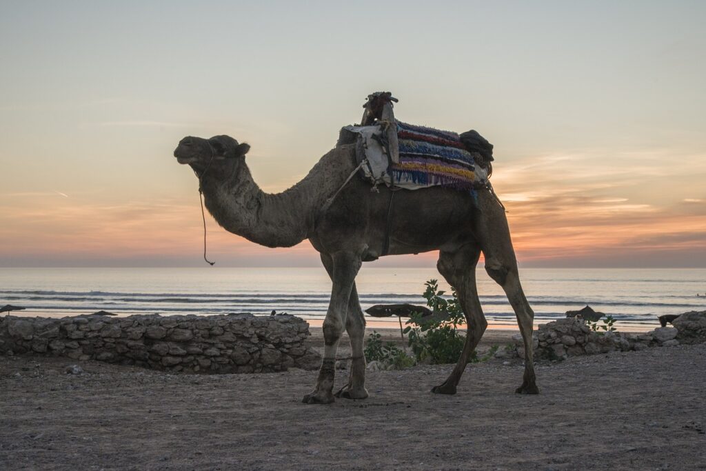 Un cammello nella spiaggia di Essaouira