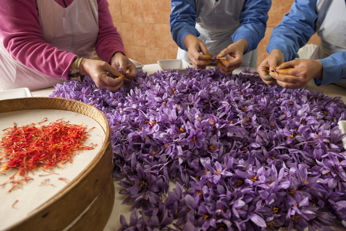 Moroccan Saffron during the process of cleaning