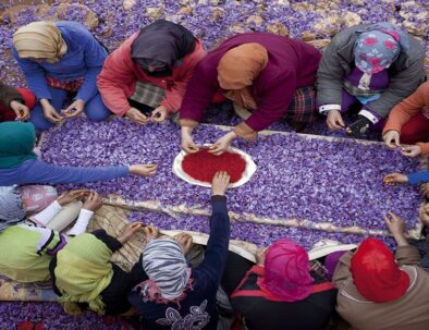Moroccan women making Saffron