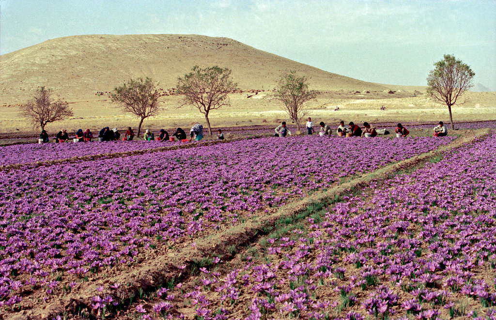 Field of Moroccan saffron
