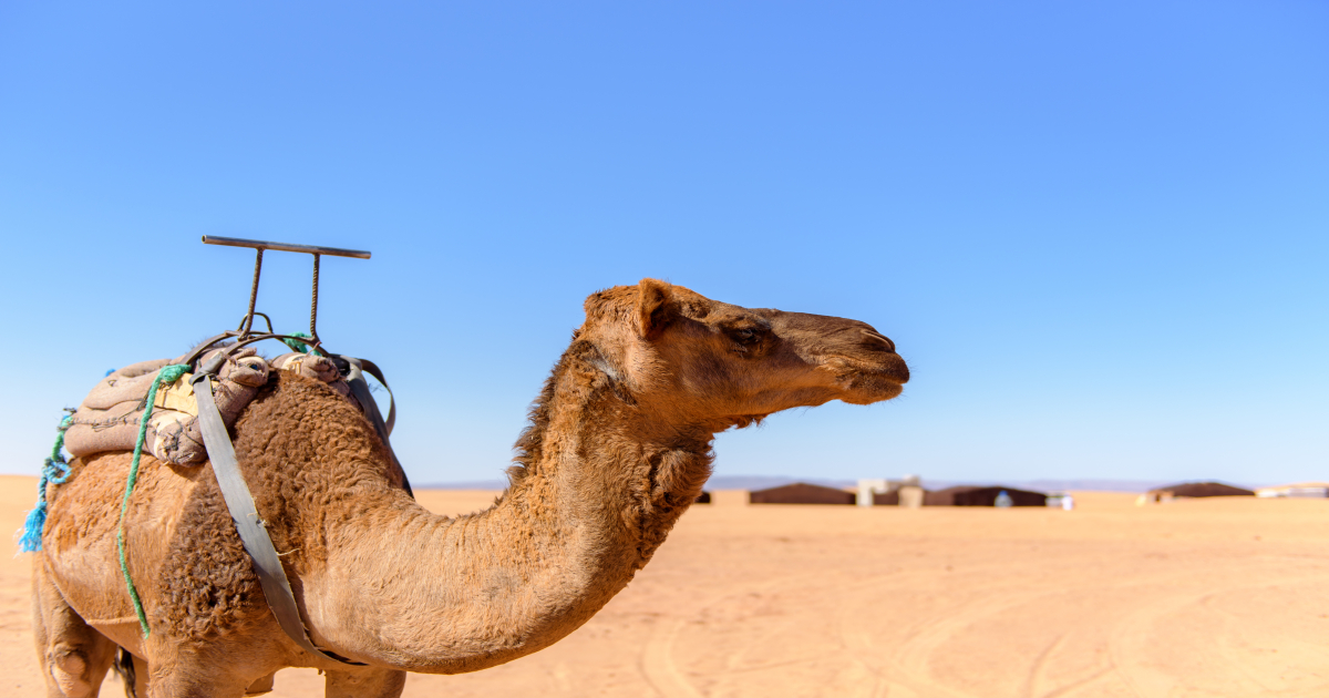 Camel riding in Morocco desert, Morocco