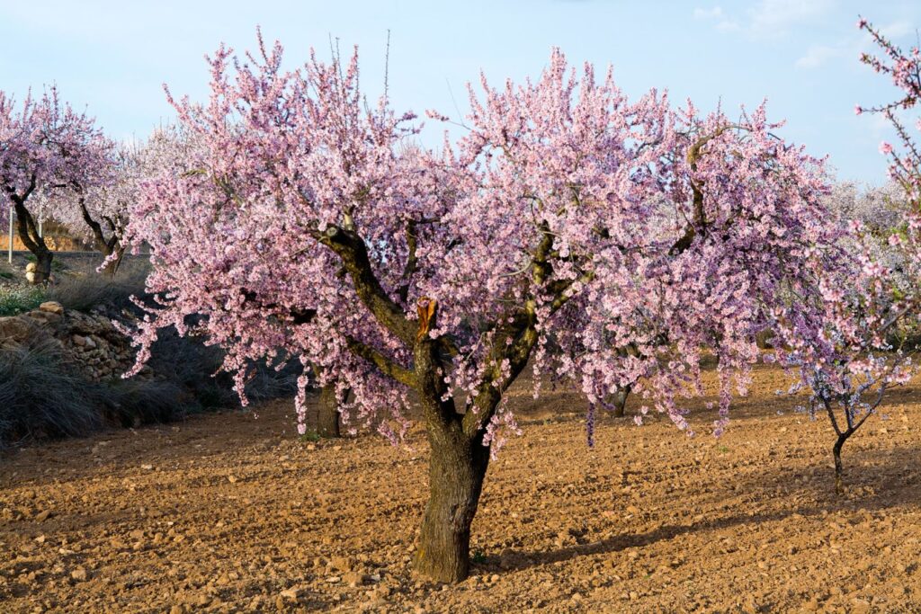 Almond tree in Tafraoute