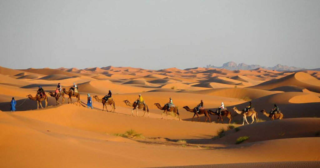 A camel caravan of people from singapore touring around Morocco.