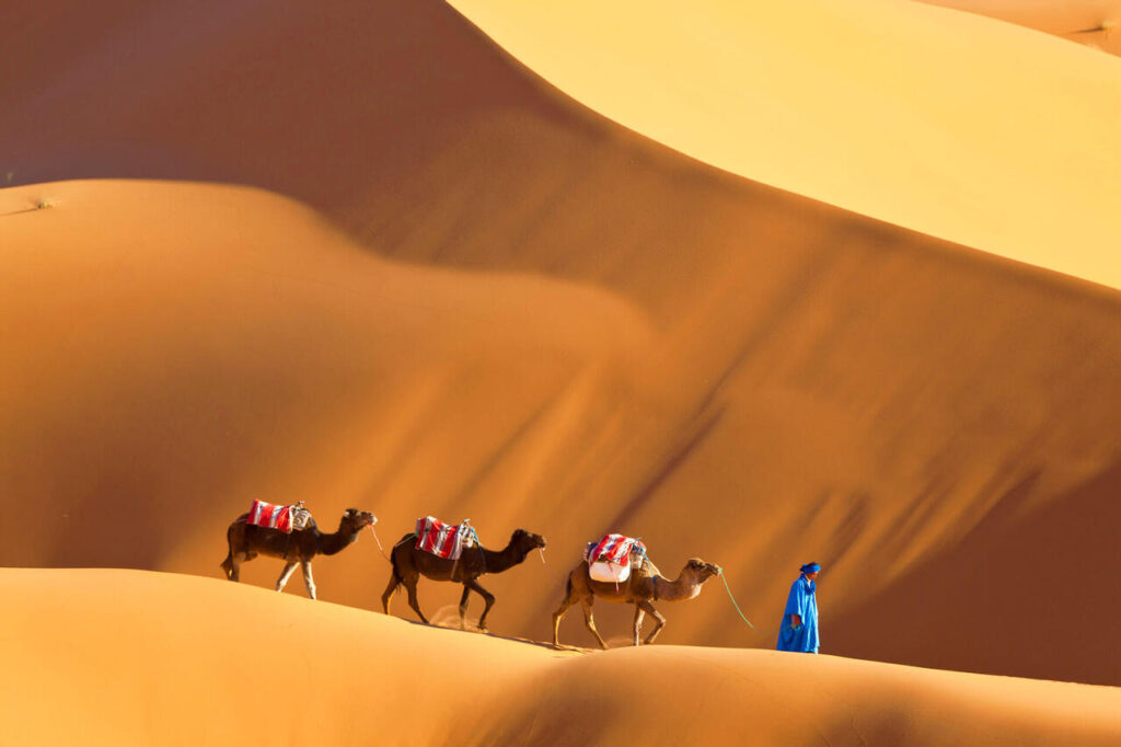 Un camellero con tres camellos en el desierto del Sahara marroquí.