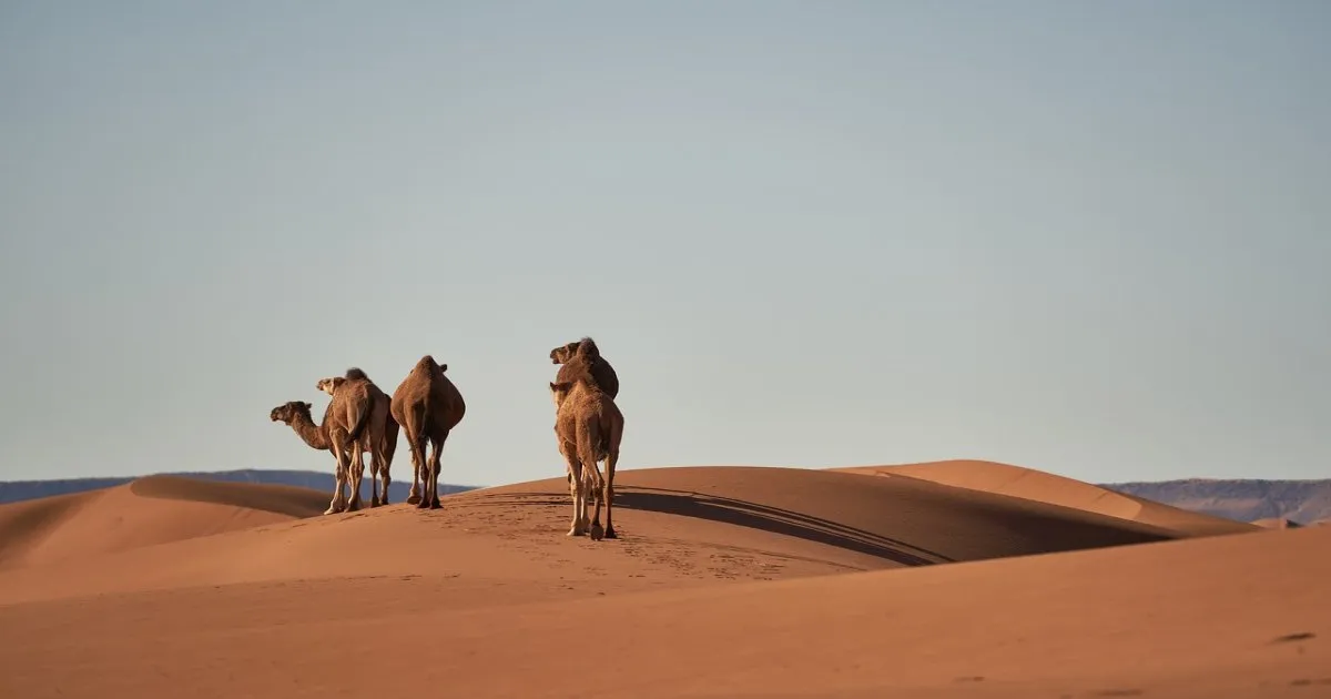 2-Day Tour from Marrakech to Merzouga Desert.