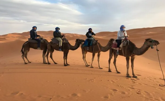 Camels in Merzouga desert. You will ride them in our Marrakech to Merzouga desert tour 2 days